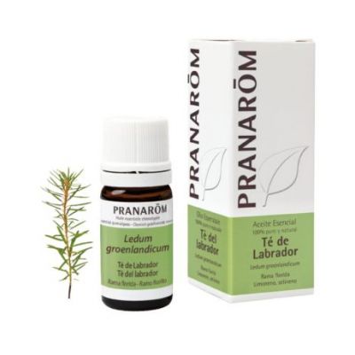 Aceite Esencial Te de Labrador Bio 5ml Pranarom